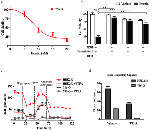 Figure 9. Erastin induced ferroptotic cell death toward 786-O cells. (a) 786-O cells were treated with different concentrations of erastin. The cell viability was assessed by CCK8 assay. (b) 786-O cells were treated with erastin in the presence or absence of ferroptosis inhibitors, then cell viability was assessed by CCK8 assay. (c) 786-O cells and HEK293 cells were treated with or without TTFA, mitochondrial respiratory was tested by Seahorse XFe 24 Extracellular Flux Analyzer. (d) The oxygen consumption rate of spare respiratory capacity was calculated.