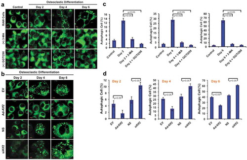 Figure 1. Number of autophagic cells decreased after induction of KLF2. (a) Shows the MDC staining of RAW264.7 cells at various time points during the osteoclastic differentiation in presence or absence of 3 MA (autophagy inhibitor) or GGTI298 (KLF2 inducer), or RAW264.7 cells without differentiation as a control. (b) MDC stained vesicles were visualized in Klf2 overexpressed (Ad-Klf2) or empty vector (EV) infected control cells; and Klf2 knockdown (siKlf2) or control non-specific siRNA (NS) transfected cells during the course of osteoclast differentiation. (c) Bar graphs represent the cumulative data in percent of autophagic cells present per high power field of image. Each experiment was performed at least 3 times and 15 fields were counted/experiment. (d) Bar graphs represent the quantification of autophagic cells in (Ad-Klf2/EV) infected or (siKlf2/NS) transfected RAW264.7 cells during the course of differentiation. Each experiment was performed at least 3 times and 15 fields were counted/experiment. Data represent as Mean±SEM.