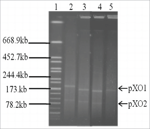 Figure 1. Mobility of the large plasmid from 4 vaccine strains in pulse-field gels after S1 digestion. The upper bands indicate the large pXO1 plasmids with the expected size of 184 kb, the lower bands indicate the pXO2 plasmids with the expected size of 95 kb. The sources of DNA were: H9812 markers digested with XbaI (Lane 1), Pasteur II (Lane 2), Rentian II (Lane 3), Qiankefusiji II (Lane 4), and A16R (pXO1 positive and pXO2 negative, Lane 5).