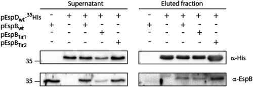 Figure 7. EspB TMD is not involved in EspB-EspD interaction. Supernatants of EPEC ΔespB expressing EspBwt alone, EspDwt-35His alone or in combination with EspBwt, EspBTir1 or EspBTir2 were subjected to co-purification using Ni-beads. Samples of supernatants and elution fractions were loaded on SDS-PAGE and analyzed by western blotting with anti-His and anti-EspB antibodies. Supernatants confirmed proper protein secretion to the extracellular medium. EspBwt, EspBTir1 or EspBTir2 co-eluted with EspDwt-35His