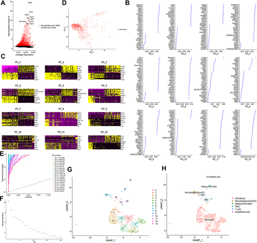 Figure 3 Identification of 6 cell clusters with diverse annotations based on single-cell RNA-seq data. (A) The variance diagram shows 21,289 corresponding genes throughout all cells. The red dots represent highly variable genes, and the black dots represent nonvariable genes. (B and C) The top 20 significantly correlated genes are displayed as dot plots and heatmaps. (D) PCA did not demonstrate clear separations of the senescent cells. (E and F) PCA identified the 20 PCs with an estimated P value < 0.05. (G and H) The uMAP algorithm was applied for dimensionality reduction with the 20 PCs, 14 cell clusters were successfully classified, and finally 6 cell clusters were identified.