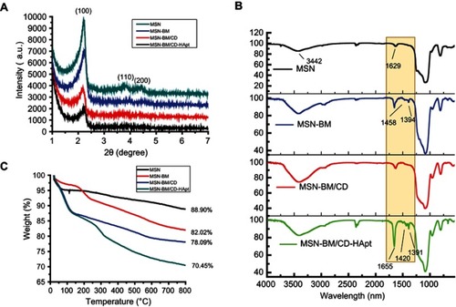 Figure 2 XRD analysis (A), FTIR spectra (B) and TGA curves (C) for MSN, MSN-BM, MSN-BM/CD and MSN-BM/CD-HApt.Abbreviations: MSN, mesoporous silica nanoparticles; BM, benzimidazole; CD, β-cyclodextrin; HApt, aptamer; DOX, doxorubicin.