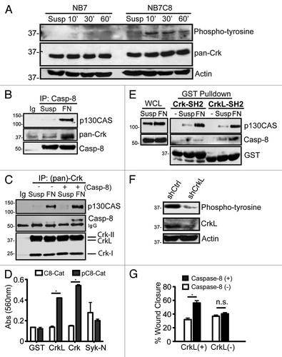 Figure 1. Identification of an interaction between Caspase-8 and Crk proteins. (A) Serum starved NB7 (Casp8−/−) and NB7C8 (Casp8 reconstituted) cells were trypsinized and held in suspension (Susp) or allowed to attach to fibronectin for 10, 30, or 60 min and lysates probed with indicated antibodies. (B) NB7C8 cells were subjected to immunoprecipitation with antisera to caspase-8 after spreading on a fibronectin substrate for 30 min (FN), or after being held in suspension (Susp) and probed for indicated proteins. (C) Similarly treated NB7C8 cells were subjected to Crk protein-immunoprecipitation and immunoblotting for the proteins indicated. NB7 cells with genetic deletion of caspase-8 were used as controls to clearly differentiate the procaspase-8 band from precipitating Ig. (D) Immobilized recombinant SH2 domains of Crk-I/II, CrkL or Syk were probed with recombinant caspase-8 catalytic domain treated with recombinant Src kinase (phosphocasp-8) or not (casp-8) (mean ± SE, *P < 0.01). (E) Recombinant SH2 domains of Crk-II and CrkL were used in pulldown assays, and the precipitants resolved and probed for indicated proteins. (F) Lysates prepared as in (A) expressing control shRNA or shRNA against CrkL. (G) NB7 or NB7C8 cells expressing CrkL shRNA or control shRNA were analyzed for their ability to migrate in a wound assay for four hours (n = 40/group, mean ± SE, *P < 0.01).