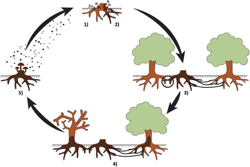 Fig. 1 (Colour online) Schematic representation of the life cycle of Armillaria species. (1) Basidiospores germinate on woody substrate (e.g. wood fragments, possibly stumps) originating a haploid (n) mycelium (heterothallic species) or a diploid (2n) mycelium (homothallic species); (2) In heterothallic species, after mating between two compatible haploid mycelia, a diploid mycelium is formed. In both heterothallic and homothallic species, the diploid mycelium colonizes the woody substrate; (3) Healthy trees are infected either by root contacts with infected woody substrates or by soil rhizomorphs growing out from infected woody substrate; (4) Armillaria invades the root system and lower stem of the infected trees, killing the cambium and/or causing heart rot; (5) Fruiting bodies develop on dead/moribund woody substrate and release basidiospores into the environment.