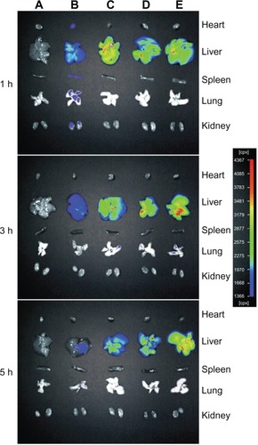 Figure 7 The fluorescence images of various organs of Kunming mice sacrificed at 1 hour (h), 3 hours, and 5 hours after injection with phosphate-buffered saline (A), free doxorubicin (B), conventional liposomes (C), four galactose-modified liposomes (5%) (D), and four galactose-modified liposomes (10%) (E) in vivo imaging system.