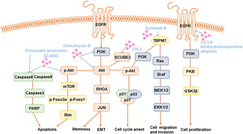 Figure 1. Major targeted pathways regulated by the marine-derived compounds in the glioma cell.
