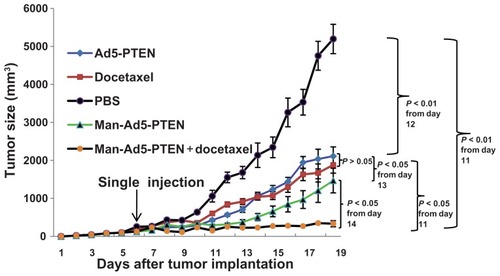 Figure 3 Antitumor effect of combined therapy on suppression of pre-existing subcutaneous mice tumors.Notes: The tumor model were established by subcutaneous injection of murine H22 hepatoma cells (1.0 × 107) into the right mouse flank. When the mean tumor size reached 100–150 mm3, the mice were divided into five groups (at least n = 8) and injected intratumorally with phosphate-buffered solution, naked Ad5-PTEN, docetaxel alone, Man-Ad5-PTEN, or Man-Ad5-PTEN-docetaxel. Arrow indicates the time point of single injection. Tumor volumes were monitored every day and were estimated as: tumor volume V (mm3) = 0.52 × length (mm) × width (mm)2, which was compared in tumor-bearing mice after treatment with either phosphate-buffered solution, naked Ad5-PTEN, docetaxel alone, Man-Ad5-PTEN, or Man-Ad5-PTEN-docetaxel. The significance of the differences was evaluated using the Student’s t-test. Data are shown as the mean ± standard deviation for five mice in each group.Abbreviations: Man, mannan; Ad5, recombinant adenovirus using the PTEN gene; PTEN, phosphatase and tensin homolog deleted on chromosome ten.