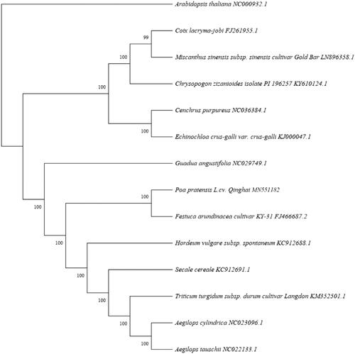 Figure 1. Maximum-likelihood phylogenetic tree based on 14 selected Gramineae complete chloroplast genome sequences.