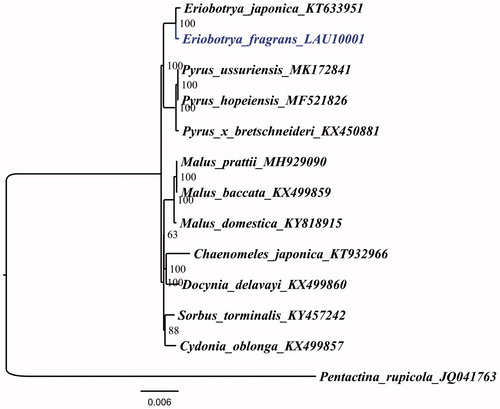 Figure 1. The ML phylogenetic tree for E. fragrans based on other 12 species (one in Eriobotrya, three in Pyrus, three in Malus, one in Chaenomeles, one in Docynia, one in Sorbus, one in Cydonia, and one in Pentactina) chloroplast genomes.