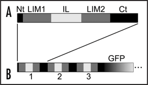 Figure 1 Domain maps for wild-type WLIM1 (A) and GFP-fused chimeric 3xWLIM1 (B). A. WLIM1 basically comprises a short N-terminal domain (Nt), two LIM domains (LIM1 and LIM2), an interLIM spacer (IL) and a C-terminal domain (Ct). B. 3xWLIM1 consists of three tandem WLIM1 copies. This chimeric protein has been fused in C-terminus to GFP and transiently expressed in tobacco BY2 cells.