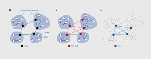 Figure 5. Modules, cores, and rich clubs. (A) A schematic network composed of four modules that are linked by hub nodes (black). These hub nodes are clearly important for connecting modules to each other, but they are only weakly interconnected amongst each other. (B) With the addition of further inter-module connections hub nodes now form a densely interconnected rich club, consisting of 5 nodes with a degree of 4 or higher. (C) The same network as shown in (B), but now shown after core decomposition, (ie, the iterative removal of low degree nodes, shown here in gray). This procedure results in a core network comprising 4 nodes with a minimal degree of 3.