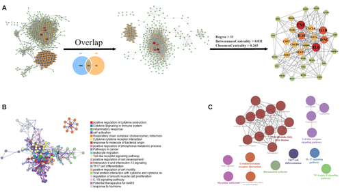 Figure 4 RA PPI network and mechanism of LuoBiTong exerting RA effects. (A) PPI network of RA and key targets for LBT anti-RA effects. (B and C) Enrichment analysis of biological processes and KEGG pathway for targets regulated by LBT exerting anti-RA effects.