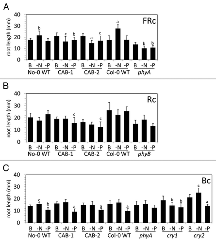 Figure 4. Light-dependent primary root lengths of wild-type, phytochrome chromophore–deficient, phytochrome apoprotein and cryptochrome apoprotein mutants. No-0 wild-type (No-0 WT), CAB3::pBVR1 (CAB-1), CAB3::pBVR2 (CAB-2), Col-0 wild-type (Col-0 WT), phyA, phyB, cry1, and cry2 seedlings were grown vertically on basal (B), nitrogen-limited (-N), or phosphate-limited (-P) Phytoblend medium containing 1% (w/v) Suc for 7 d at 22 °C under (A) far-red continuous (FRc) light of 5 µmol m−2 s−1, (B) red continuous (Rc) light of 50 µmol m−2 s−1, or (C) blue continuous (Bc) light of 25 µmol m−2 s−1. Bars represent the mean (± S.D.) of primary root lengths in mm (n = 5 to 10 for 2 independent biological experiments). For statistical significance tests comparisons were made for a particular line on basal medium relative to the respective nutrient limitations: a, P < 0.001; b, P < 0.01; c, P ≤ 0.05.