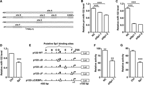 Figure 1. Sp1 regulates miR-122 transcription. (A) Annotation of the miR-122 promoter sequence. The predicted consensus binding sites of Sp1 (site A to F) and C/EBPα are shadowed. TSS, transcription start site. (B) Sp1 silencing reduced cellular pri-miR-122 level. (C) Sp1 knockdown reduced cellular mature miR-122 level. Huh-7 cells were transfected with control RNA duplex (NC) or siRNA targeting Sp1 (siSp1-1 and siSp1-2) for 48 h before qPCR analysis. GAPDH and U6 were used as internal control for (B) and (C), respectively. (D) Overexpression of Sp1 reduced cellular miR-122 level. Huh-7 cells were infected with control lentivirus pCDH-CMV-MCS-EF1-copGFP (Ctrl), Sp1-expressing lentivirus pCDH-Sp1 (Sp1) for 72 h before qPCR analysis. U6 was used as an internal control. (E) Schematic diagram for firefly luciferase reporter constructs containing the indicated genomic sequences of miR-122 promoter. The predicted Sp1 binding sites are depicted as short vertical line. The C/EBPα binding site is depicted as diamond. Deletion of binding site is depicted as triangle. (F) Sp1 silencing reduced the miR-122 promoter activity. Huh-7 cells were cotransfected with pRL-PGK, p122-WT and NC or siSp1-1 for 48 h before luciferase assay. (G) Overexpression of Sp1 impaired the miR-122 promoter activity. Huh-7 cells were cotransfected with pRL-PGK, p122-WT and Ctrl or pCDH-Sp1 for 72 h before luciferase assay. ** P < .01; *** P < .001.