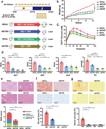 Figure 1. TRF efficiently ameliorated Western diet-induced obesity and NASH progression. (a) Schematic diagram of the animal experimental design. (b) Mouse body weight curve. (c) Curve of blood glucose levels during the OGTT. (d) Serum levels of ALT, AST, ALP and TC. (e) Representative images of H&E staining of liver (upper panel, original magnification × 20, scale bar = 400 mm) and the NAFLD activity score (NAS, lower panel). (f) Representative images of Oil red O staining of liver (upper panel, original magnification × 20, scale bar = 400 mm) and quantitative analysis of the Oil red O area (lower panel). (g) Representative images of Sirius red staining of liver (upper panel, original magnification × 20, scale bar = 400 mm) and quantitative analysis of the Sirius red area (lower panel). n = 10 in each group. The data are presented as the mean ± SEM. *p < 0.05; **p < 0.01, ***p < 0.001 for the comparison.