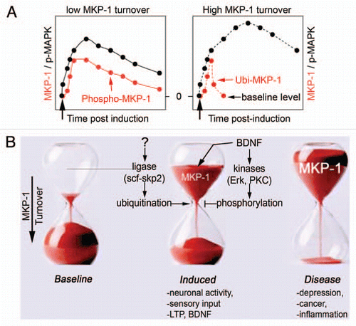Figure 1 Control of MKP-1 levels. (A) Baseline expression of MKP-1 is low, but highly inducible by sensory stimuli, neuronal activity and trophic factors such as BDNF. Once expressed, MKP-1 is unstable with a turnover <1 h. When phosphorylated by neuronal activity or BDNF, MKP-1 stability extends to >8 h.Citation1 As a consequence, MAPK signaling is shaped accordingly to MKP-1 levels. (B) The mechanisms that regulate MKP-1 levels involve protein kinases and ubiquitin ligases. Abnormal expression of MKP-1 is a hallmark of several disorders, such as stress and depression.Citation2