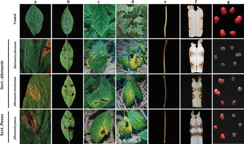 Fig. 3 (Colour online) Pathogenicity of representative isolates of three Alternaria species on ginseng. a, Natural symptoms of Alternaria spp. on the leaves of ginseng. b–c, Symptom development on detached and attached Panax ginseng leaves wounded with a fine sterile needle and inoculated with agar plugs of Alternaria mycelium at 7 days post inoculation. d, Symptom development on attached P. ginseng leaves, which were droplet-inoculated with Alternaria species conidial suspension at 13 days post inoculation. e–g, Symptom development on detached P. ginseng stems, roots and seeds at 7 days post inoculation. The first line showed the different parts of ginseng were inoculated with sterile water control. The second to the last line shows the different parts of ginseng inoculated with Alternaria alternata, A. tenuissima, and A. panax.