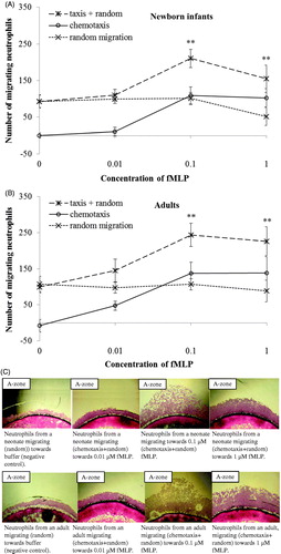 Figure 3. Dose response curves of migrating neutrophils to gradients of fMLP. Leukocytes from newborn infants (A) (n = 5) and adults (B) (n = 5) were exposed to different concentrations of fMLP (0.01 μM, 0.1 μM, and 1 μM) and buffer. Results are presented as mean ± SEM, and chemotaxis (taxis) was distinguished from random migration (random). C: Example of different patterns of neutrophil migration with 4× magnification, towards buffer (negative control), and gradients of fMLP in one neonate and one adult. At all concentrations of fMLP, a significantly higher number of neutrophils from both neonates and adults migrated towards fMLP than to buffer (**P < .01). Note: ‘random migration’ counted from B-zone; ‘taxis + random’ counted from A-zone; ‘chemotaxis’ calculated from A-zone minus B-zone.