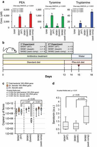 Figure 5. aadc modulates colonic serotonin levels. (a) Effects of deletion and complementation of aadc on the aromatic amine production of En. faecalis in vitro. En. faecalis WT (SK947), Δaadc (SK981), and aadc complemented (SK982) strains were pre-cultured at 37°C in GAM, containing chloramphenicol (10 μg/mL) for 18 h in an anaerobic chamber. Each bacterial preculture was inoculated at a final optical density (OD600) of 0.03 in GAM. Strains were cultured at 37°C in GAM with chloramphenicol (10 μg/mL) for 72 h in an anaerobic chamber. Aromatic amine concentration in the culture supernatants was quantified using HPLC. Data represent the mean ± SD of three individual experiments. One-way ANOVA was performed to assess for significant differences in the aromatic amine concentrations between the groups, and the p-values for one-way ANOVA are indicated. Statistical significance between the strains was further analyzed by Tukey-Kramer test. The groups indicated by different letters were statistically different to each other, and the p-values between the groups indicated by the different letters are shown in each panel. (b) The feeding schedule for mice. Six-weeks-old female BALB/cCrSlc mice were given antibiotics in drinking water for two weeks to remove the indigenous bacteria. Mice were fed a standard diet for 13 d, then a Phe-rich diet for 5-days. En. faecalis (WT, Δaadc, aadc complementation) (1 × 108 cfu) was inoculated into mice on day 15, indicated by the red arrow (1 day after stopping antibiotics treatment). (c) En. faecalis colonization of mouse colon confirmed using qPCR. Statistical analysis was performed using Steel-Dwass test. No significant differences were observed between the groups, for total bacterial 16S rRNA gene and En. faecalis 16S rRNA gene. Two independent experiments were performed (n = 4 and 6 in each group, respectively), and data is shown in box plots with the median ± interquartile range. Statistical significance for each gene copy number between the groups was assessed by the Kruskal-Wallis test post-hoc Steel-Dwass test. The p-values for the Kruskal-Wallis test and Steel-Dwass test are shown. (d) Colonic serotonin levels in mice colonized with En. faecalis. Serotonin concentrations were measured using ELISA. The amount of serotonin in each mouse was normalized by the mean value obtained for WT colonized mice. Two independent experiments were performed (n = 4 and 6 in each group, respectively). The amounts are expressed as serotonin (a.u.). The data are shown by box plots, in which the horizontal line inside the box is the median. Statistical significance was assessed by the Kruskal-Wallis test post-hoc Steel-Dwass test. The p-values for the Kruskal-Wallis test and Steel-Dwass test are shown. See also Supplementary Figure S4.