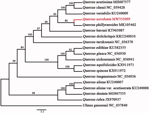 Figure 1. Maximum-likelihood phylogenetic relationship among 18 complete chloroplast genomes of Quercus species. Bootstrap support values are labeled at each node. Ulmus gaussenii was used as an outgroup. Sequence data source is listed after each species name.