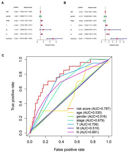 Figure 3 Assessing the ability of immune-related lncRNA signature in cutaneous melanoma as an independent prognostic factor. (A) Univariate Cox regression analysis of age, gender, stage, TNM stage and risk score. (B) Multivariate Cox regression analysis for age, gender, stage, TNM stage and risk score. (C) Calculate the AUC for age, gender, stage, TNM stage and risk score based on multifactorial ROC curves.