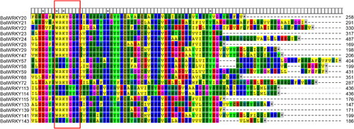 Figure 1. Alignment of WRKY conserved domain sequences in cabbage. (MEGA 5.0). Note: The core sequences are shown in a red box.