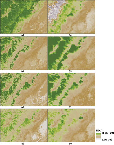 Figure 6. An illustration of spatial detail gained by modeling and mapping eMODIS NDVI through time with Landsat 8 bands as drivers. All images have the same extents, adjusted for spatial resolution. The center coordinates for the images equal approximately 115°23′31.5″W 40°24′40.8″N and include part of the Ruby Mountains, Nevada. The eMODIS NDVI is scaled (100x + 100) to remove negative values; therefore, a value of 100 on one of the images above would equal a normally scaled NDVI value of 0. We set our model to allow 5% extrapolation; therefore, values greater than 200 can occur. (a) Week 17–18 eMODIS NDVI predicted (30 m), (b) week 17–18 original eMODIS NDVI (250 m), (c) week 27 eMODIS NDVI predicted (30 m), (d) week 27 original eMODIS NDVI (250 m), (e) week 37 eMODIS NDVI predicted (30 m), (f) week 37 original eMODIS NDVI (250 m), (g) week 43 eMODIS NDVI predicted (30 m), (h) week 37 original eMODIS NDVI (250 m).