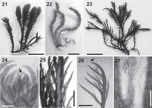 Figs 21–27. Lophurella periclados. Figs 21–23. Habit of specimens PD2746, PD772, PD4787, respectively. Fig. 24. Apex of the thallus, the arrow showing the apical cell. Fig. 25. Axis with determinate branches. Fig. 26. First-order determinate branch lacking trichoblasts (arrow) and bearing second- and third-order branches with trichoblasts. Fig. 27. Apex of a third-order determinate branch bearing spirally arranged trichoblasts. Scale bars: Figs 21, 22 = 8 mm; Fig. 23 = 15 mm; Fig. 24 = 150 µm; Figs 25, 26 = 850 µm; Fig. 27 = 100 µm.