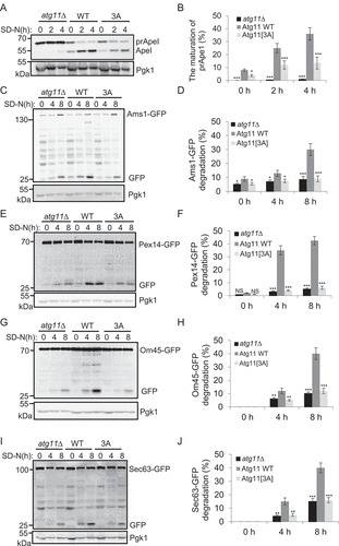 Figure 4. Atg11 phosphorylation by Atg1 is required for selective autophagy. (A) atg11∆ yeast cells, Atg11-3×HA wild type (WT) or 3A yeast cells were grown to log phase in nutrient-rich medium (full medium), and then were subjected to nitrogen starvation for 0, 2 or 4 h. The maturation of Ape1 precursor was detected using anti-Ape1 antibody. (B) Quantification of the maturation of Ape1 from (A). (C-J) atg11∆ yeast cells, Atg11-3×HA wild type (WT) or 3A yeast cells expressing Ams1 (vacuolar α-mannosidase, another the Cvt pathway substrate), Sec63 (ER protein), Pex14 (peroxisomal protein), or Om45 (mitochondrial protein) fused with GFP tag were grown to log phase, and were then subjected to nitrogen starvation for 0, 4 or 8 h. The cleavage of the indicated fusion proteins was detected using anti-GFP antibody. Pgk1 served as a loading control. The degradation rates from corresponding image were quantified and presented as mean ± SD (n = 3). ***p < 0.001; **p < 0.01; *p < 0.05; NS, no significance; two-tailed Student’s t tests were used.