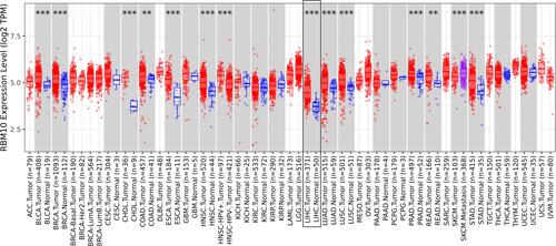 Figure 1 RBM10 is up-regulated in various tumor types. **represents p < 0.01; *** represents p < 0.001.