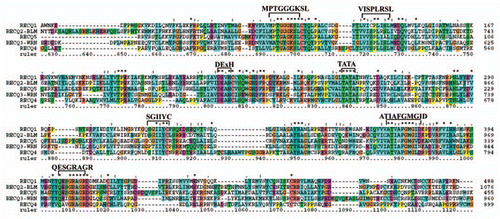 Figure 4 Protein alignment of five RecQ helicases in human. The five RecQ members are identified on left and sequence position of amino acid residues are shown on right. The seven conserved RecQ motifs are labeled on top of the alignment. Asterisks and dots drawn on top of sequence indicate identical residues and conservative amino acid changes, respectively. Gaps in the amino acid sequences are introduced to improve the alignment. Only a part of protein alignment with conserved helicase motifs is shown.