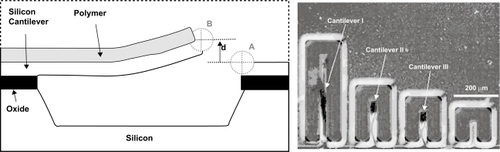Figure 6 Schematic (left) and image captured with a Microscope II in Nomarski mode (right) of silicon cantilevers patterned with photolithography with environmentally sensitive hydrogels. Swelling of the hydrogel as a result of pH changes results in pH-dependent deflection that can be quantified based on the differences of focus planes A and B. The thickness of the patterned hydrogels was determined to be of approximately 2.5 μm. Unpublished images provided by Dr. Nicholas Peppas.
