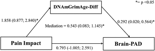 Figure 2. Mediation analysis of pain group, DNAmGrimAge-difference and brain-PAD. Bias corrected bootstrapped estimates and confidence intervals.
