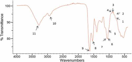 Figure 2. FT-IR spectrum of white lupin polysaccharides. Relevant vibrational peaks in the spectrum are represented with numbers 1 to 11 (Peak 1: 797 cm−1; Peak 2: 837 cm−1; Peak 3: 881 cm−1; Peak 4: 919 cm−1; Peak 5: 1021 cm−1; Peak 6: 1048 cm−1; Peak 7: 1078 cm−1 Peak 8: 1533 cm−1; Peak 9: 1626 cm−1; Peak 10: 2928 cm−1 and Peak 11: 3274 cm−1)