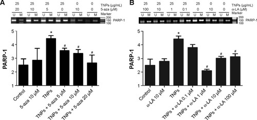 Figure 7 Effects of inhibitors, 5-aza or α-LA, on TNP-induced methylation of PARP-1 by MSP in A549 cells.Notes: Treatment with methyltransferase inhibitor, 5-aza (A); treatment with antioxidant agent, α-LA (B). U and M: primer sets specific to unmethylated (U) and methylated (M) DNA molecules. The data were typical examples of five independent experiments. *P<0.05, compared with control; #P<0.05, compared with TNPs.Abbreviations: 5-aza, 5-aza-2′-deoxycytidine; α-LA, α-lipoic acid; TNPs, titanium dioxide nanoparticles; PARP-1, poly(ADP-ribose) polymerase 1; MSP, methylation-specific PCR; PCR, polymerase chain reaction.