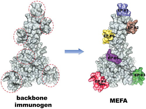 Figure 2. MEFA vaccinology applies a backbone immunogen to present neutralizing epitopes of virulence determinants from multiple heterogeneous strains, by substituting backbone surface exposed but less immunogenic backbone epitopes with foreign epitopes, and to mimic foreign epitope native antigenicity assisted with protein modeling and molecule dynamics simulation.