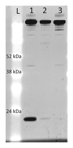 Figure 2. Non-reducing SDS-PAGE of mAb-X preparations. Five µg of shoulder-enriched mAb (lane 1), mAb-X reference standard (lane 2), and monomer-enriched (lane 3) were electrophoresed in a 14% polyacrylamide Tris-Glycine SDS gel and stained with SYPRO Ruby.