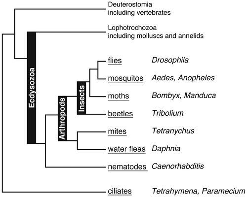 Fig. 2. Rough phylogenetic relationships of animals and unicellular ciliates that are described in this review. Popular names and genus names of these organisms are shown in underline and italics, respectively.