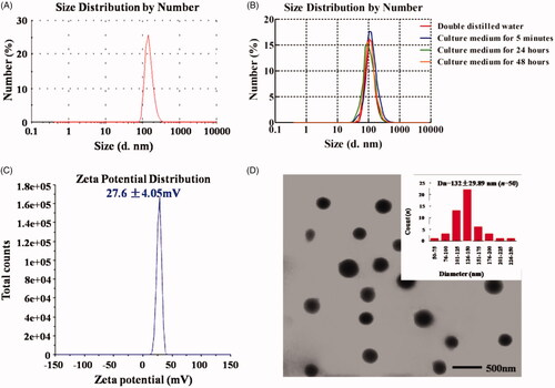 Figure 1. Characterization of NP H1/Dbait/Dtxl. (A) Size distribution of H1/Dbait/Dtxl detected by DLS. (B) Size stability of H1/Dbait/Dtxl. (C) Zeta potential of H1/Dbait/Dtxl detected by DLS. (D) TEM image of H1/Dbait/Dtxl (scale bar = 500 nm). Values are represented as mean ± SD, n = 3.