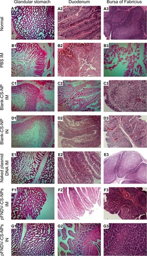 Figure 8 Histopathology slides of normal glandular stomach, duodenum, and bursa of Fabricius and the same organs challenged with the highly virulent NDV strain F48E9.Notes: (A1–A3) normal tissues of the glandular stomach, duodenum, and bursa of Fabricius; (B1, C1, D1, E1, F1 and G1) tissues of the glandular stomach PBS (IM), blank CS-NP (IM), blank CS-NPs (IN), and the naked plasmid DNA (IM), pFNDV-CS-NPs (IM), pFNDV-CS-NPs (IM); (B2, C2, D2, E2, F2 and G2) tissues of the duodenum PBS (IM), blank CS-NP (IM), blank CS-NPs (IN), and the naked plasmid DNA (IM), pFNDV-CS-NPs (IM), pFNDV-CS-NPs (IN); (B3, C3, D3, E3, F3 and G3) tissues of the bursa of Fabricius PBS (IM), blank CS-NP (IM), blank CS-NPs (IN), and the naked plasmid DNA (IM), pFNDV-CS-NPs (IM), pFNDV-CS-NPs (IN).Abbreviations: CS, chitosan; DNA, deoxyribonucleic acid; IM, intramuscularly; IN, intranasally; NP, nanoparticles; NDV, Newcastle disease virus; PBS, phosphate buffered saline; pFNDV-CS-NPs, Newcastle disease virus F gene encapsulated in chitosan nanoparticles.