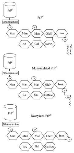 Figure 1 Phospholipase digestion of PrPC affects the acylation of the GPI anchor. Cartoon showing the putative GPI anchor attached to PrPC, monoacylated PrPC and deacylated PrPC. Glycan residues shown include inositol (Inos), mannose (Man), sialic acid (SA), galactose (Gal), N-acetyl galactosamine (GalNAc) and glucosamine (GlcN) as well as phosphate (P).