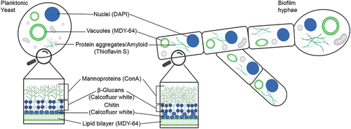 Figure 6. Schematic summary of immunofluorescence analyses of yeast cells (planktonic yeast) and biofilms (biofilm hyphae). The molecular probes (in parenthesis) used to detect cellular structures and organelles as indicated are shown. Reprinted from Kärkkäinen et al. 2022 [Citation122], (open access CC by 4.0).