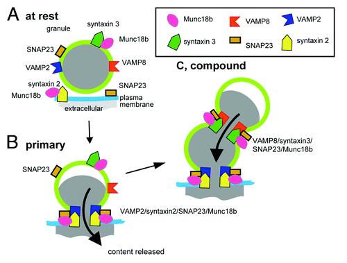 Figure 1. Model based on work in pancreatic acinar cells, where different SNARE complexes regulate primary granule fusion with the cell membrane and granule-to-granule fusion.