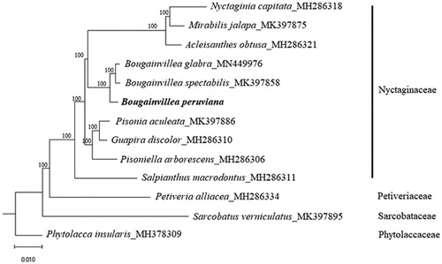 Figure 1. Maximum-likelihood tree based on the chloroplast genome sequences of 10 species from the family Nyctaginaceae, with Petiveria alliacea (Petiveriaceae), Sarcobatus vermiculatus (Sarcobataceae), and Phytolacca insularis (Phytolaccaceae) as outgroup. Shown next to the nodes are bootstrap support values based on 1000 replicates.