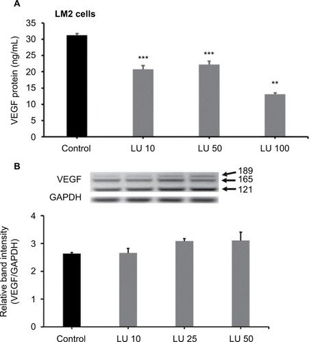 Figure 4 LU inhibits VEGF secretion but not VEGF mRNA expression in MDA-MB-231 (4175) LM2 cells.