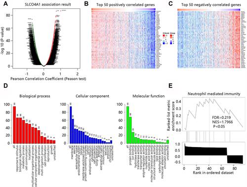 Figure 6 Screening and enrichment analysis of SLCO4A1 and its co-expressed genes. (A) The volcano plot of the genes co-expressed with SLCO4A1. (B) The 50 positively correlated genes. (C) The 50 negatively correlated genes. (D) Gene ontology enrichment analysis. (E) KEGG pathway enrichment analysis.