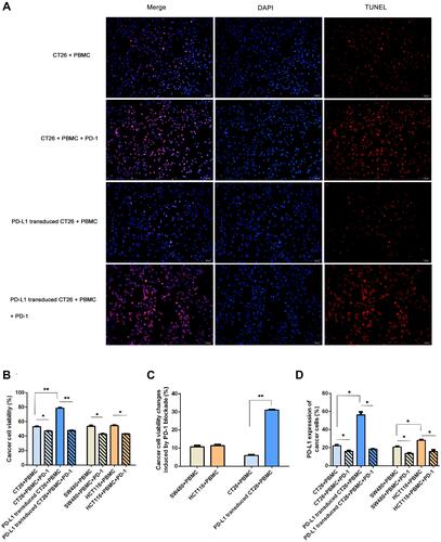 Figure 3 PD-L1 expression influenced neoplastic cells in response to PD-1 blockade. To investigate whether PD-L1 expression influences the response of PD-1 blockade immunotherapy in vitro, we performed two different profiles with higher PD-L1 expression in a coculture assay: PD-L1 transduced CT26 cell challenge (a higher extent of PD-L1 expression) and HCT116 enrolled (a lower degree of PD-L1 expression). (A) Cell apoptosis shown by TUNEL staining (×40, scale bar is 20 μm) in the four coculture assays. Shown by fluorescence microscopy, red indicates apoptotic cells stained by TUNEL, and blue indicates nuclei stained by DAPI. The number of TUNEL-positive cells (red color) and total number of cells (blue color) were captured with a fluorescence microscope. The rate of cell apoptosis was measured by the number of red cells divided by the number of blue cells. The apoptotic rate was (26.00±3.61)% in group 1 (CT26+PBMC), (12.33±3.21)% in group 3 (PD-L1 transduced CT26+PBMC), (90.33±2.52)% in group 2 (CT26+PBMC+PD-1), and (92.00±2.65)% in group 4 (PD-L1 transduced CT26+PBMC+PD-1). The apoptosis rate of group 3 was significantly decreased compared with that of group 1 (p=0.001). PD-1 blockade significantly induced an increased apoptosis rate in CT26-challenged (p=0.003), or PD-L1-transduced CT26 cell-exposed (p=0.000). No significant difference was observed among the two PD-1 blockade groups. (B and C) Effect of PD-1 blockade on viability of CT26, PD-L1 transduced CT26, SW480 and HCT116 cells. Cells were treated with IFNγ plus PD-1 blockade for 12 hours. Cell proliferation viability was measured using Cell Counting Kit-8 assay. Data represented as mean ± SE of three independent experiments made in three replicates (*P < 0.05, **P < 0.001). (D) Effect of PD-1 blockade on PD-L1 expression of CT26, PD-L1 transduced CT26, SW480 and HCT116 cells. Cells were treated with IFNγ plus PD-1 blockade for 12 hours. PD-L1 expression of cancer cells was measured using flow cytometry (*P < 0.05, **P < 0.001).