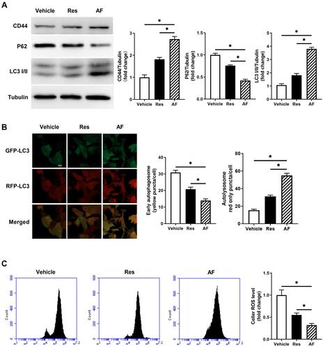 Figure 4 Primary fibroblasts were treated with the vehicle, AF and Res for 1 month. (A) Representative of CD44, P62 and LC3I/II immunoblotting in primary fibroblasts treated with the vehicle, AF and Res groups (left), and the quantified data (right) (* = P < 0.05). (B) LC3-GFP-RFP adeno virus was used to measure the autophagy flux. Representative confocal images of primary fibroblasts treated with the vehicle, AF and Res. Yellow showed co-localization of GFP and RFP, indicating early autophagosomes. Red only showed autolysosomes, bar = 20 µm (* = P < 0.05). (C) ROS level of fibroblast in the vehicle, AF and Res groups was detected by flow cytometry with DCFH-DA, a ROS molecular detector. (* = P < 0.05). Results are shown as means ± SEM.