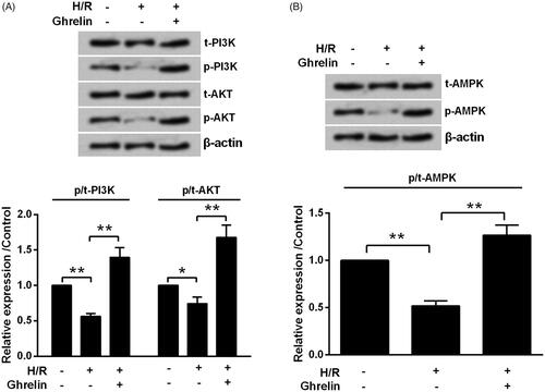 Figure 4. Ghrelin activates PI3K/AKT and AMPK pathways. H9c2 cells were pretreated with 0.1 μM ghrelin and were subjected to hypoxia/reoxygenation (H/R). Expression of proteins in (A) PI3K/AKT and (B) AMPK pathways was measured by Western blot. * and ** stand for p < .05 and p < .01, respectively.