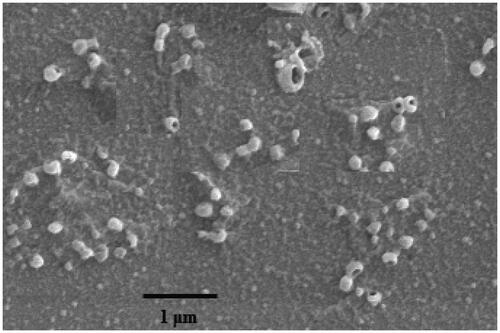 Figure 4. Scanning electron micrograph of iron–sapogenin at 20,000 × amplification.